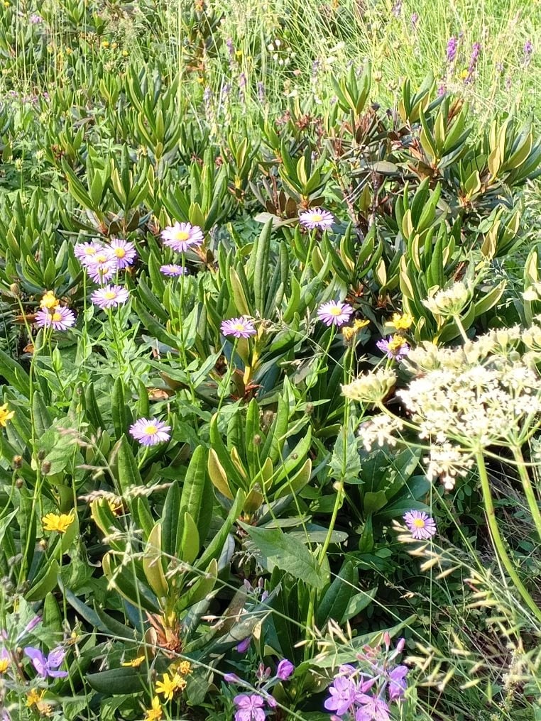 Природа Архыза